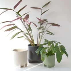 Zion Planter 20 X 22cm - Stone 7 Zion Planter 20 X 22cm - Stone -Kitchen Sale Store images 2F57012 9