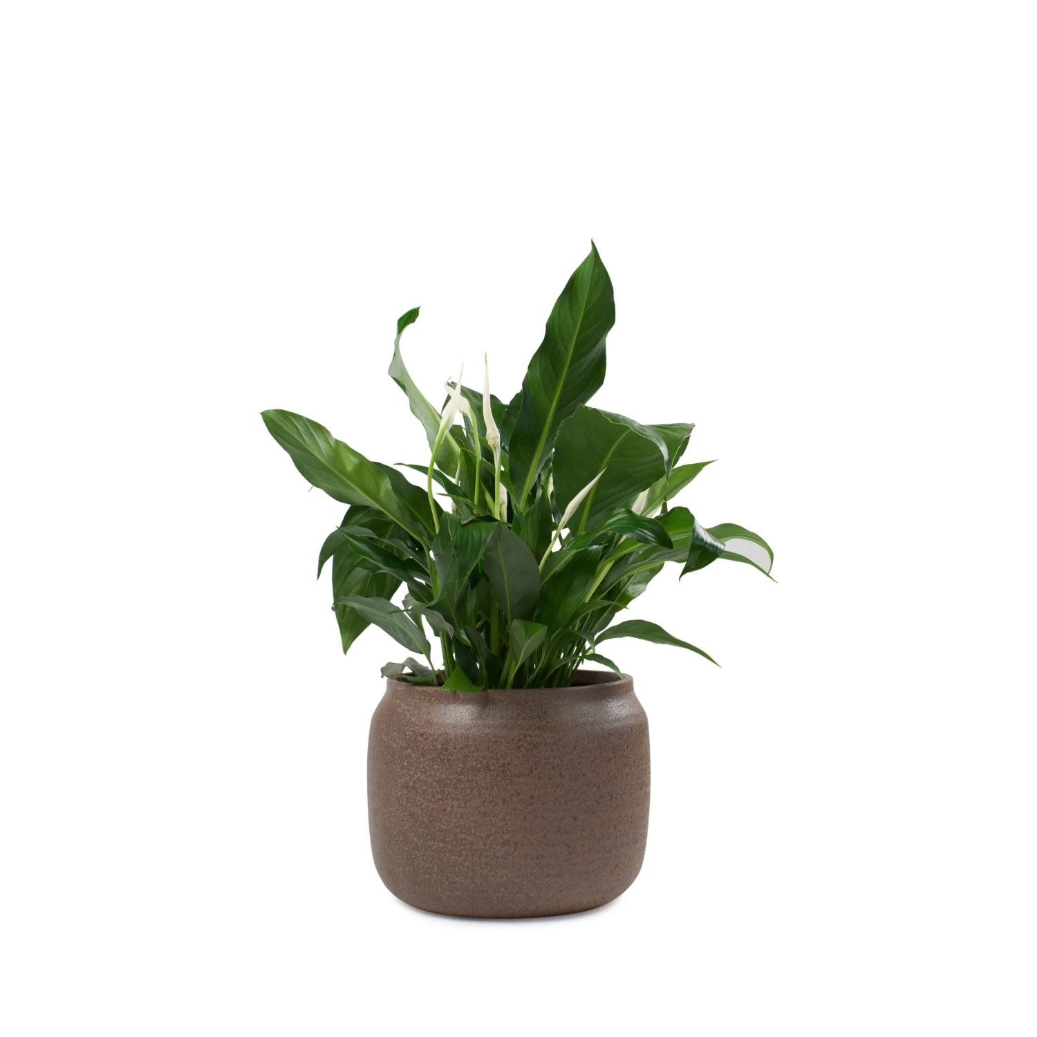 Chantal Planter 23 X 18cm - Cappuccino 1 Chantal Planter 23 X 18cm - Cappuccino