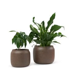 Chantal Planter 23 X 18cm - Cappuccino 7 Chantal Planter 23 X 18cm - Cappuccino -Kitchen Sale Store images 2F57816 4